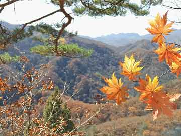 高林沟社区居委会启动新项目，重塑未来，打造宜居典范社区