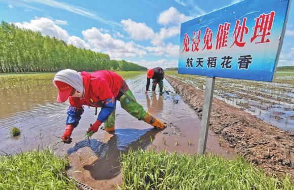 大兴农场交通新动态，交通发展助推农业现代化进程